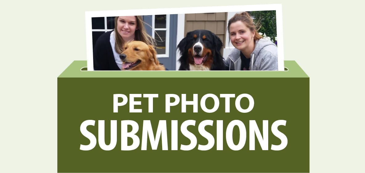 5906 Pet Photo Header